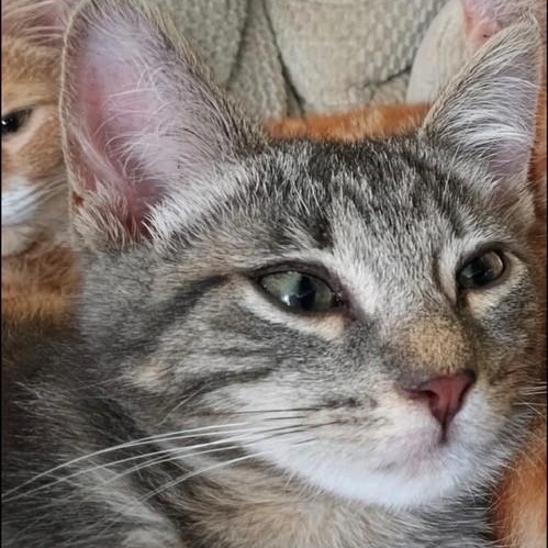 Riff Raff, an adopted Tabby in Westland, MI image 3/3
