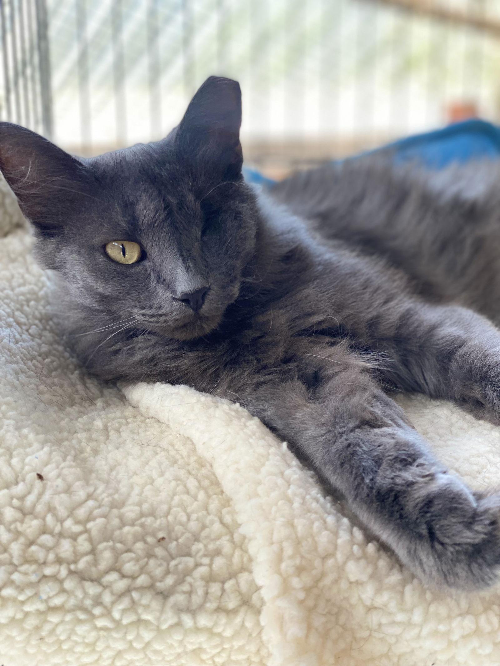 Athena, Adoptable, Adult Female Domestic Medium Hair.