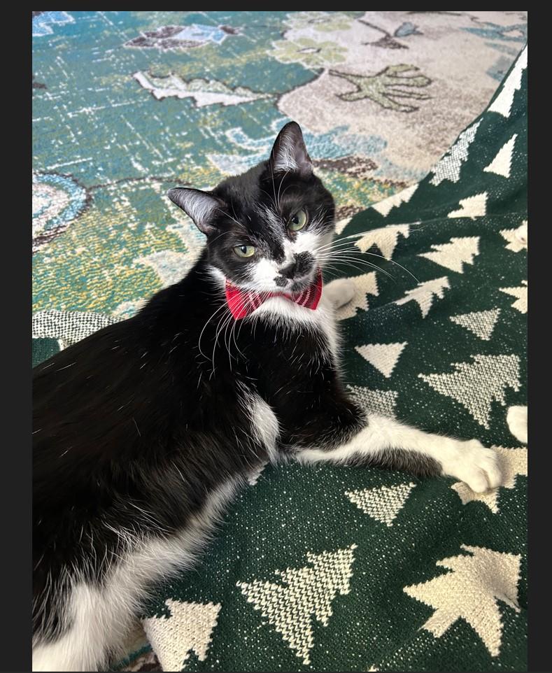 Enlarge Garth Brooks, a Adoptable mixed breed in Webster, TX image 3/6