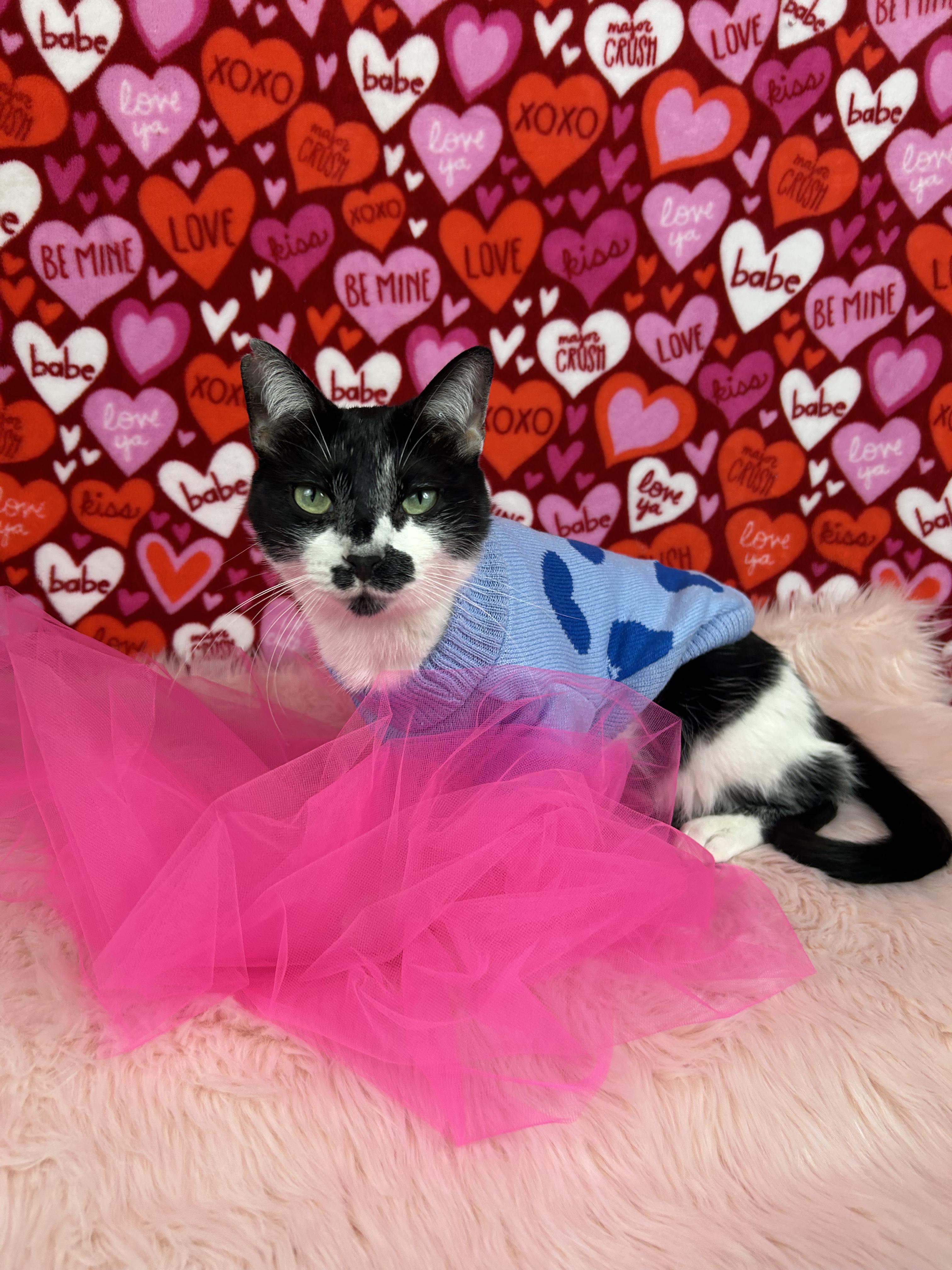 Enlarge Garth Brooks, a Adoptable mixed breed in Webster, TX image 4/6