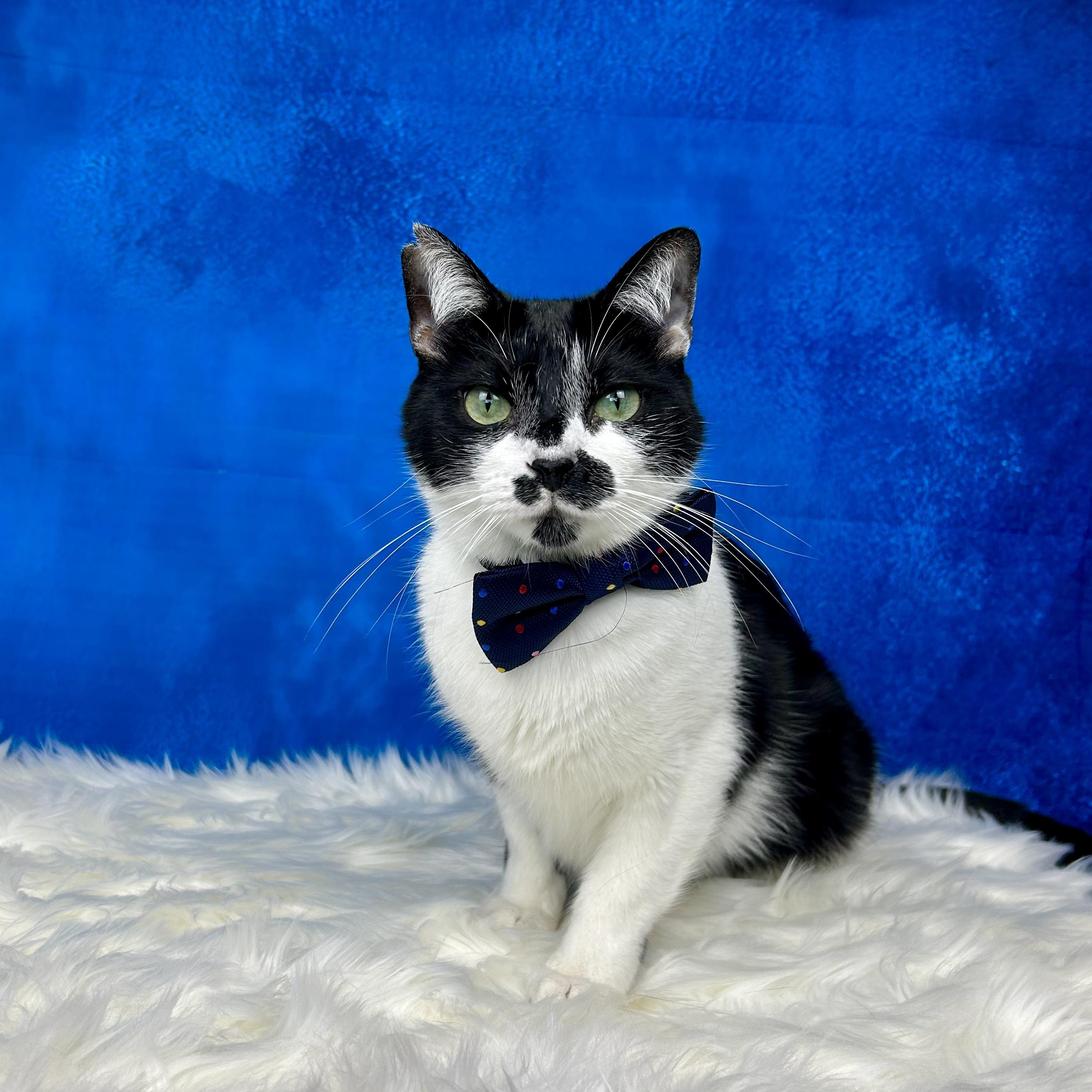 Garth Brooks, Adoptable, Adult Male Tuxedo & British Shorthair.