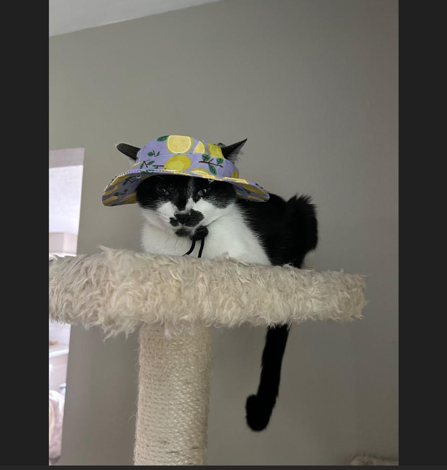 Enlarge Garth Brooks, a Adoptable mixed breed in Webster, TX image 6/6