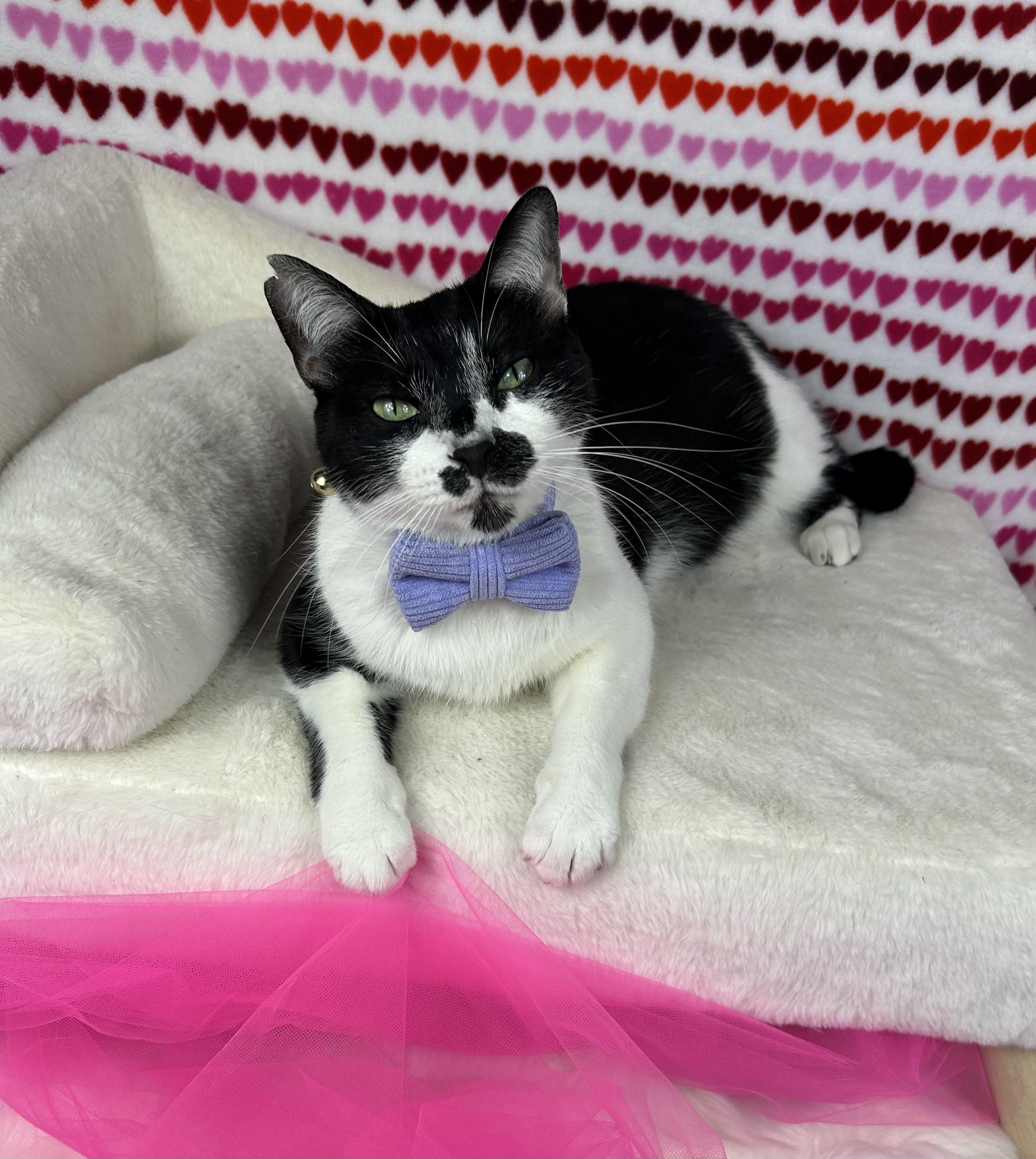 Enlarge Garth Brooks, a Adoptable mixed breed in Webster, TX image 2/6