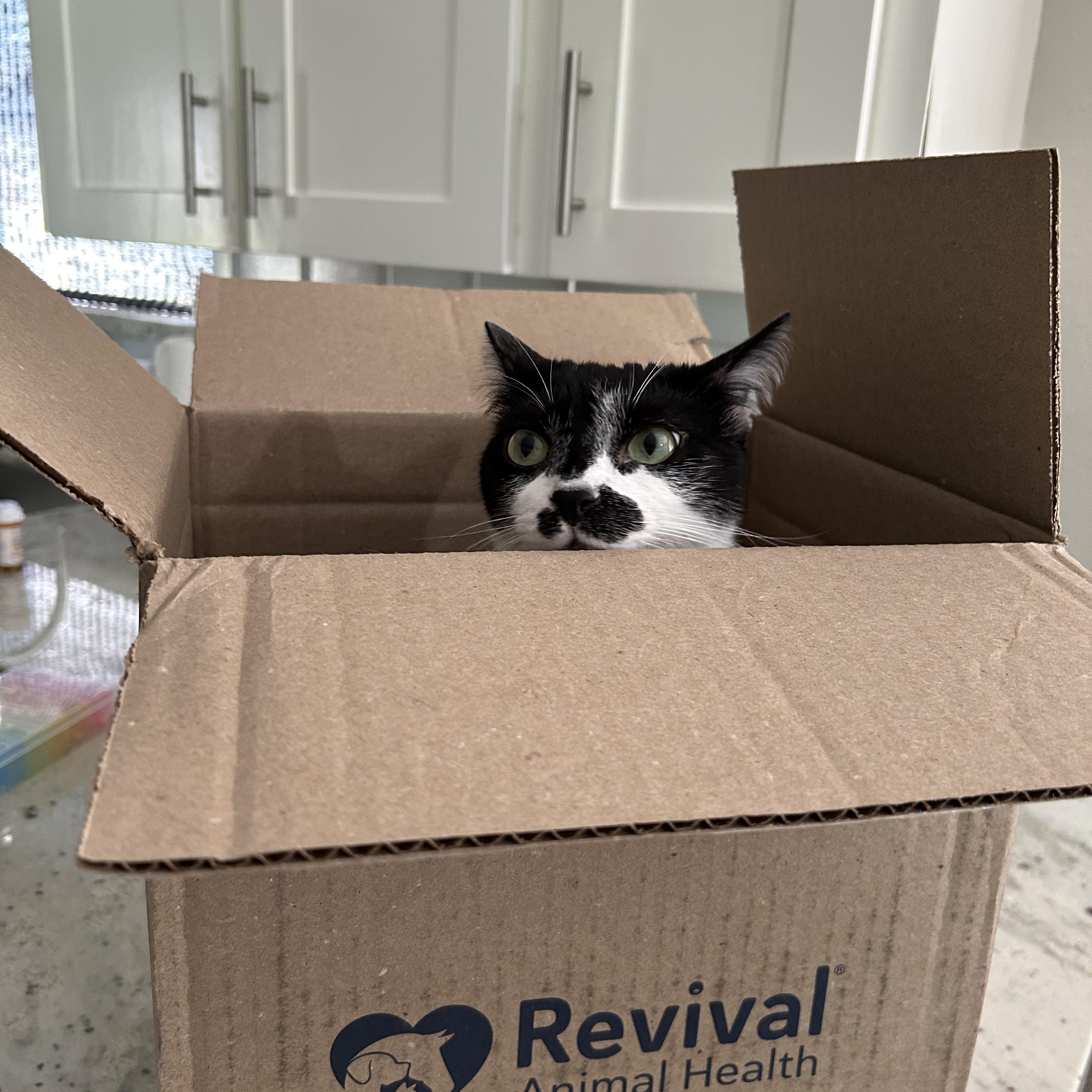 Enlarge Garth Brooks, a Adoptable mixed breed in Webster, TX image 5/6