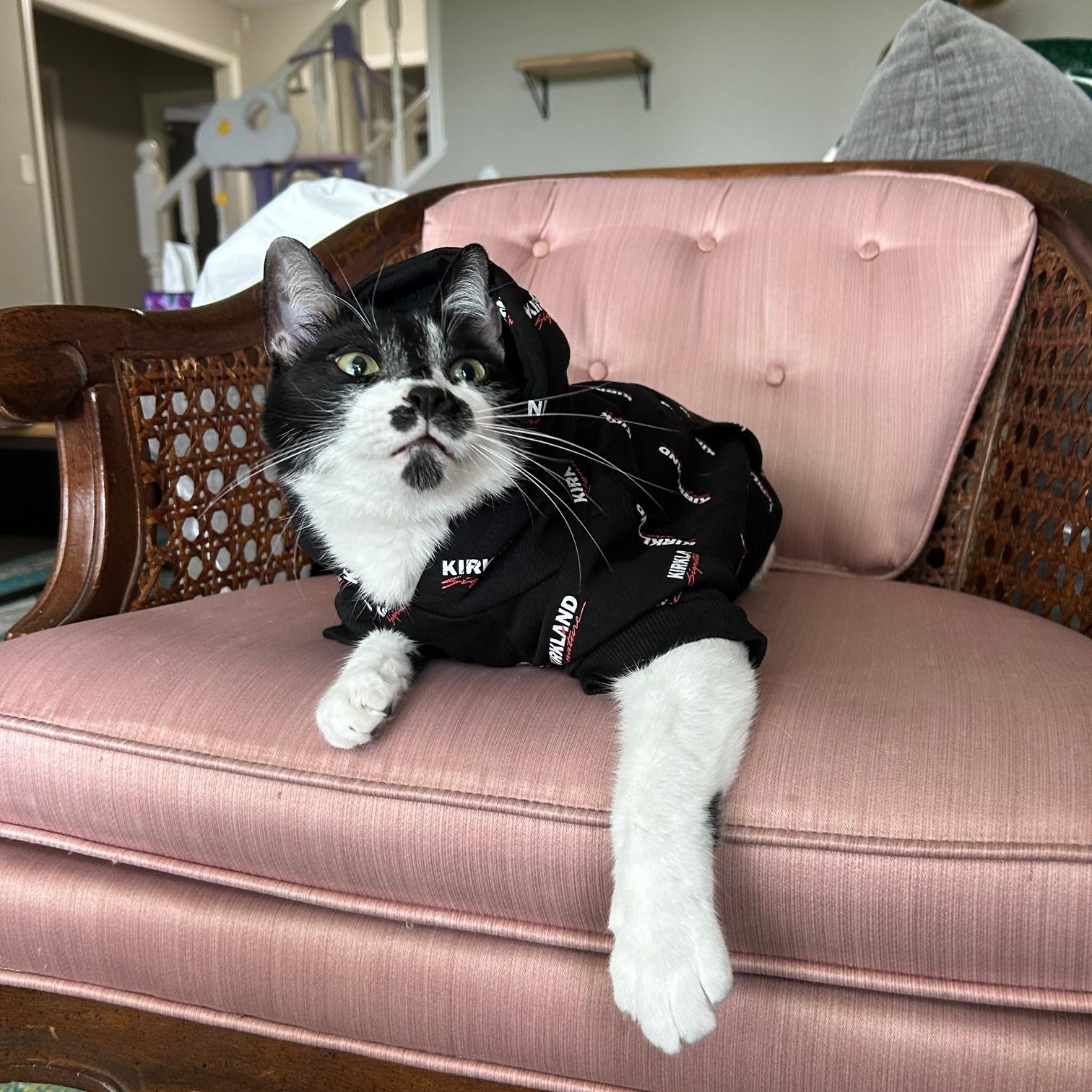 Enlarge Garth Brooks, a Adoptable mixed breed in Webster, TX image 2/6