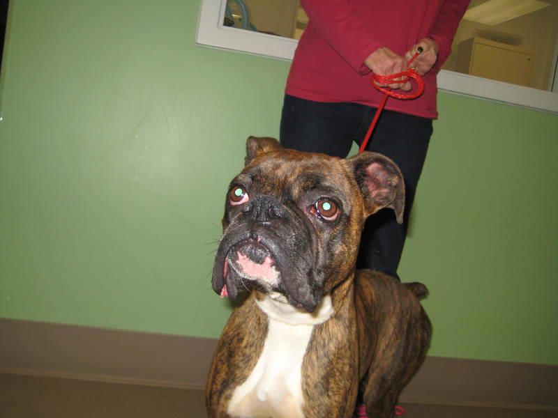 Enlarge Emma, a Adopted Boxer in La Porte, IN image 1/1