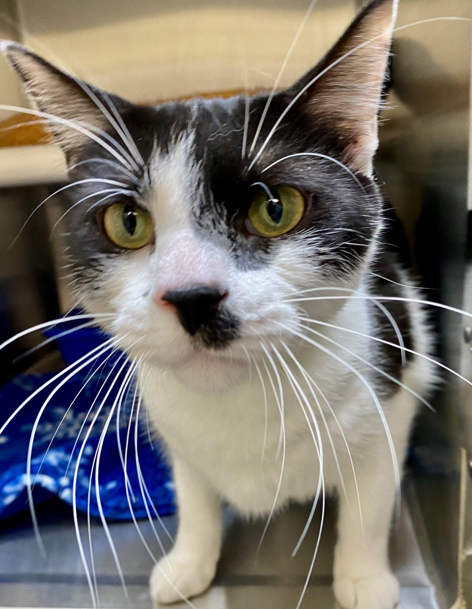 Humbug, a Adoptable Domestic Short Hair in Fargo, ND image 1/2