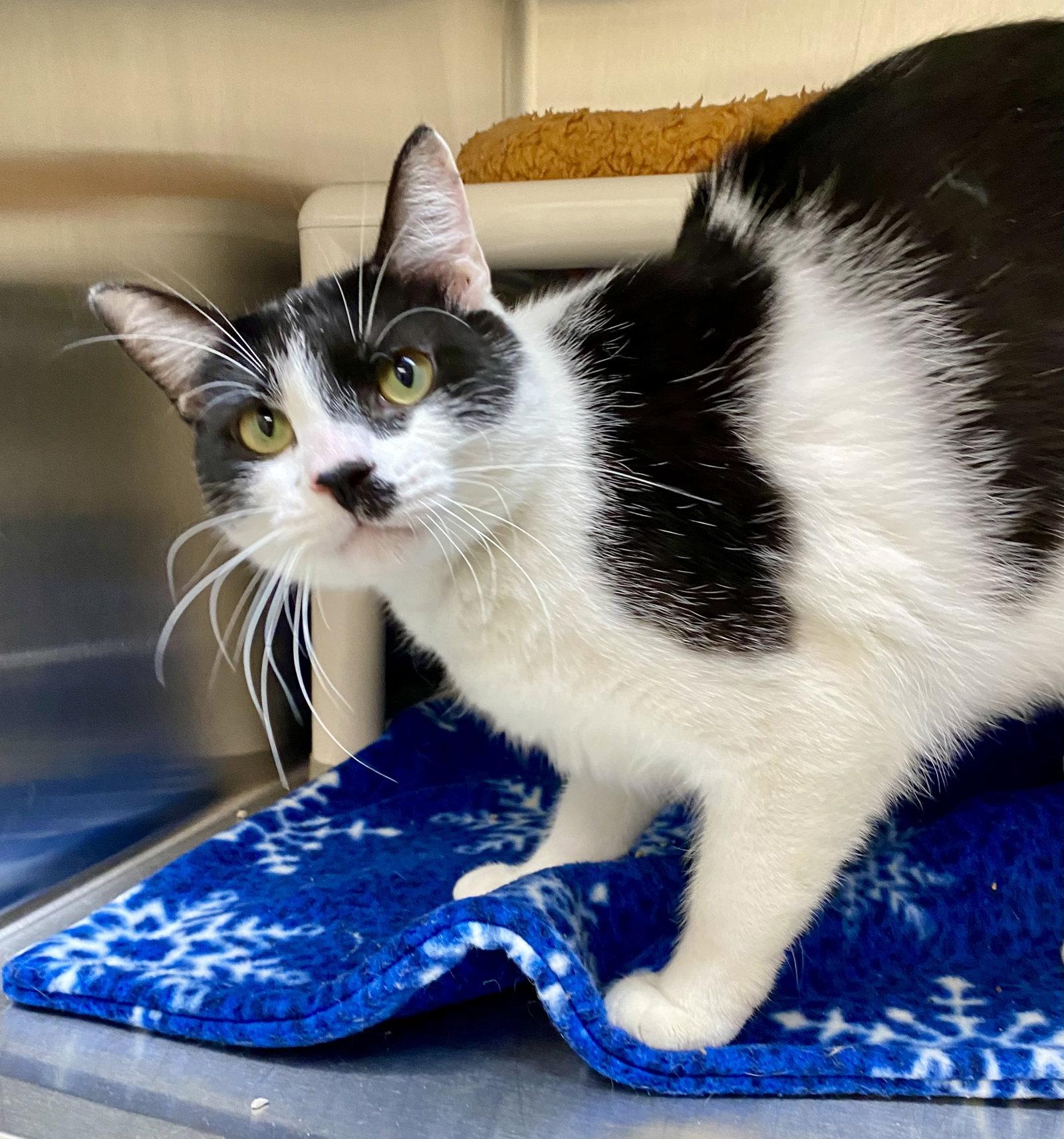 Humbug, a Adoptable Domestic Short Hair in Fargo, ND image 2/2