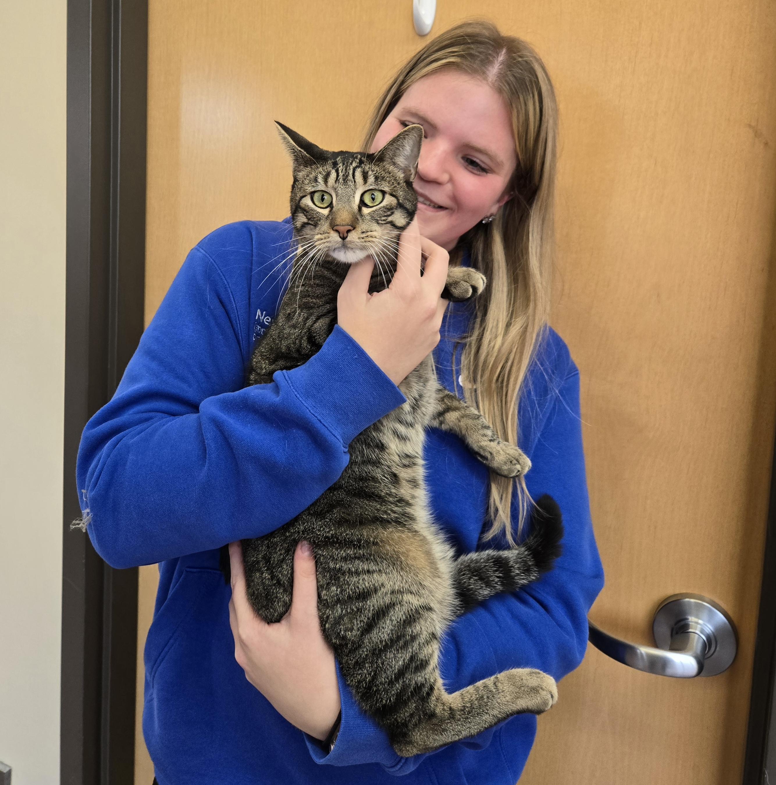 Noah, a Adoptable Domestic Short Hair image 1/3