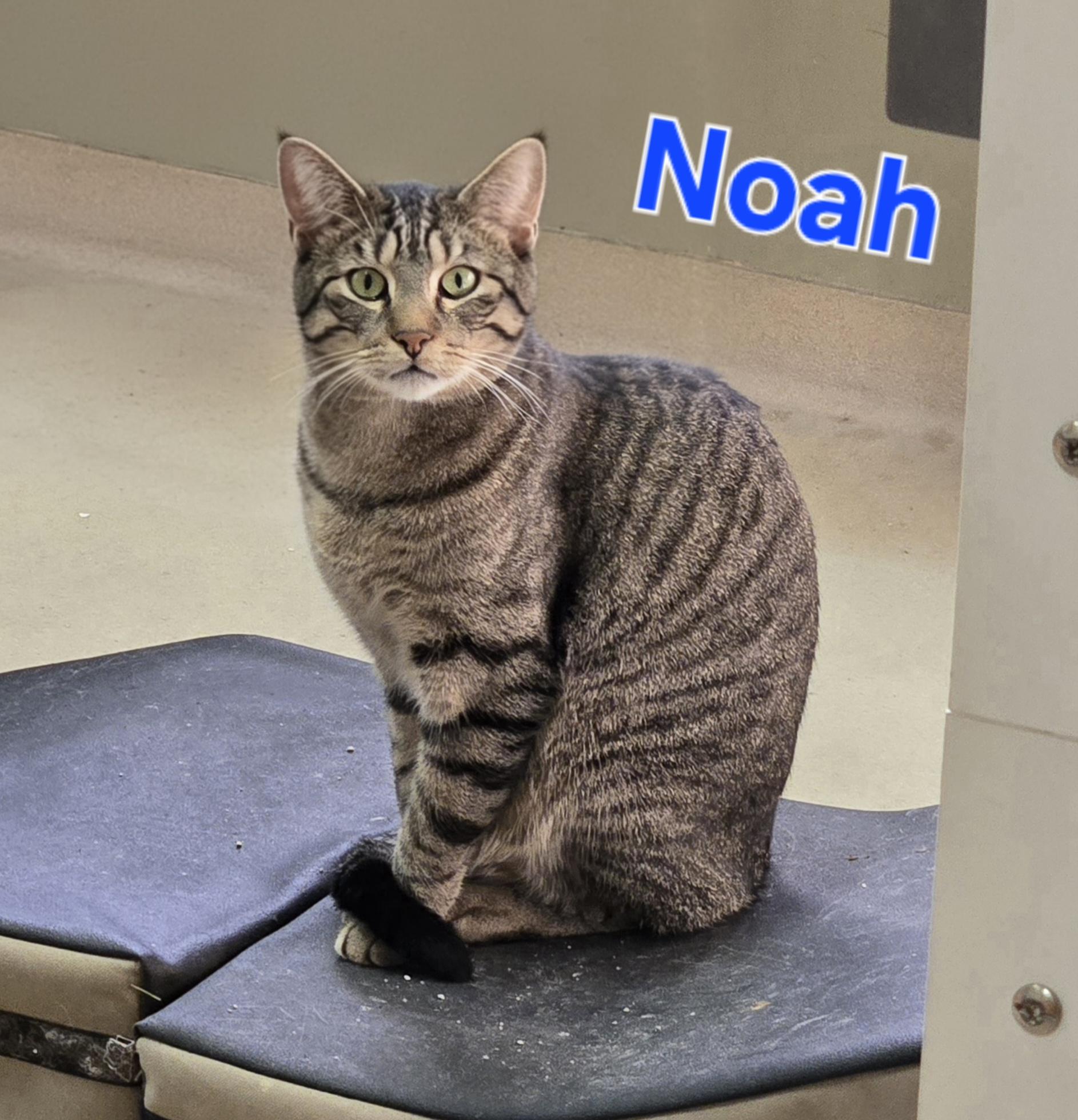 Noah, a Adoptable Domestic Short Hair image 2/3