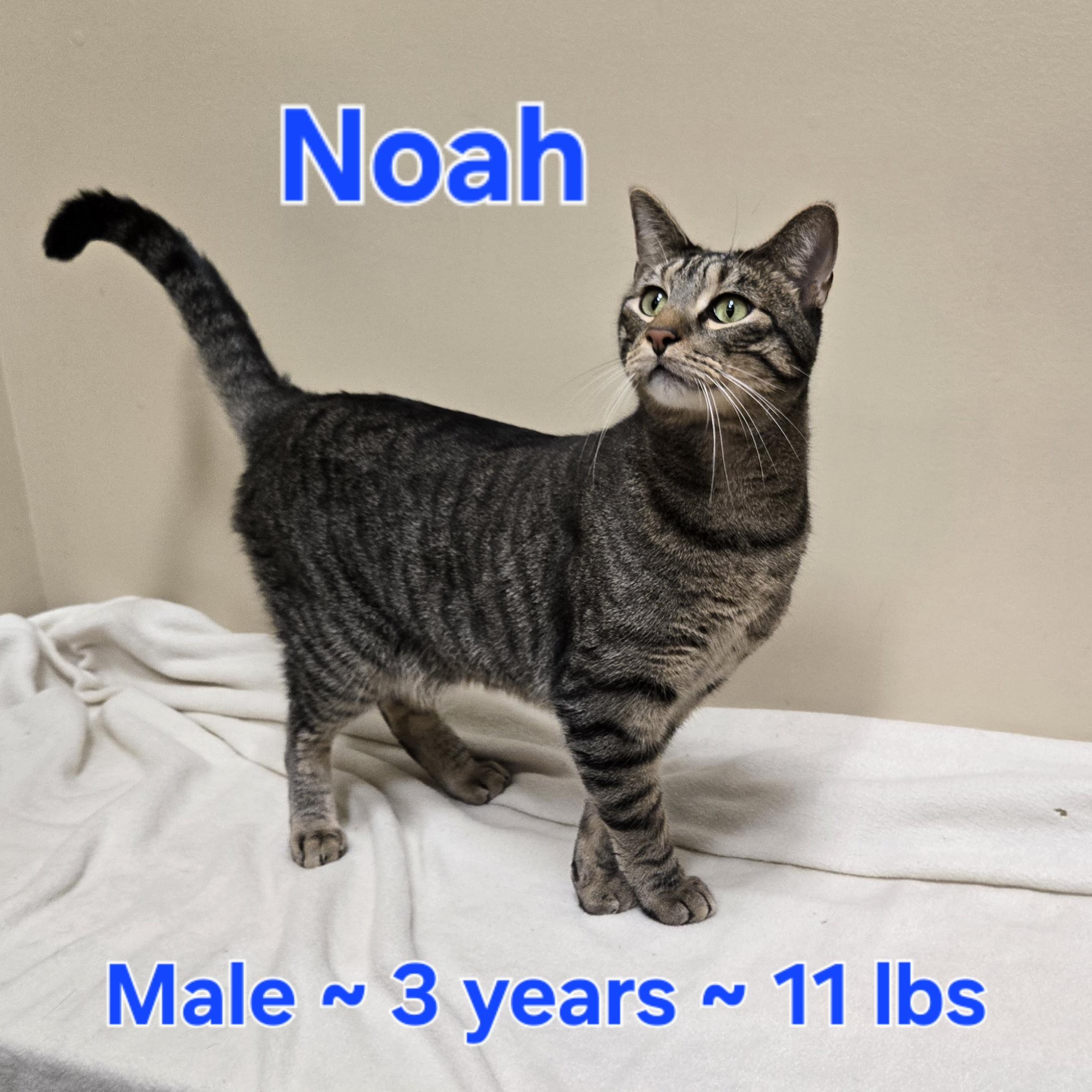Noah, a Adoptable Domestic Short Hair image 3/3