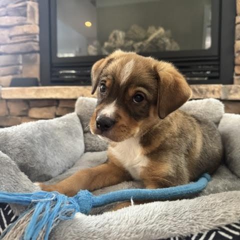 Enlarge Koa, a ADOPTABLE mixed breed in Midlothian, VA image 5/5