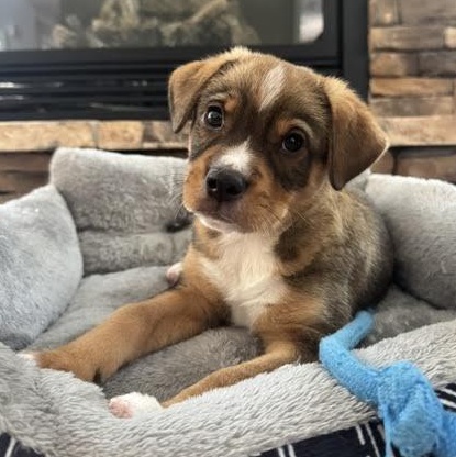 Koa, ADOPTABLE, Puppy Male Australian Shepherd.