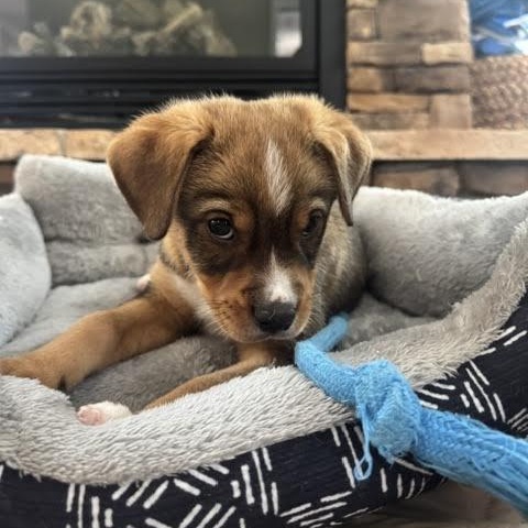 Enlarge Koa, a ADOPTABLE mixed breed in Midlothian, VA image 3/5