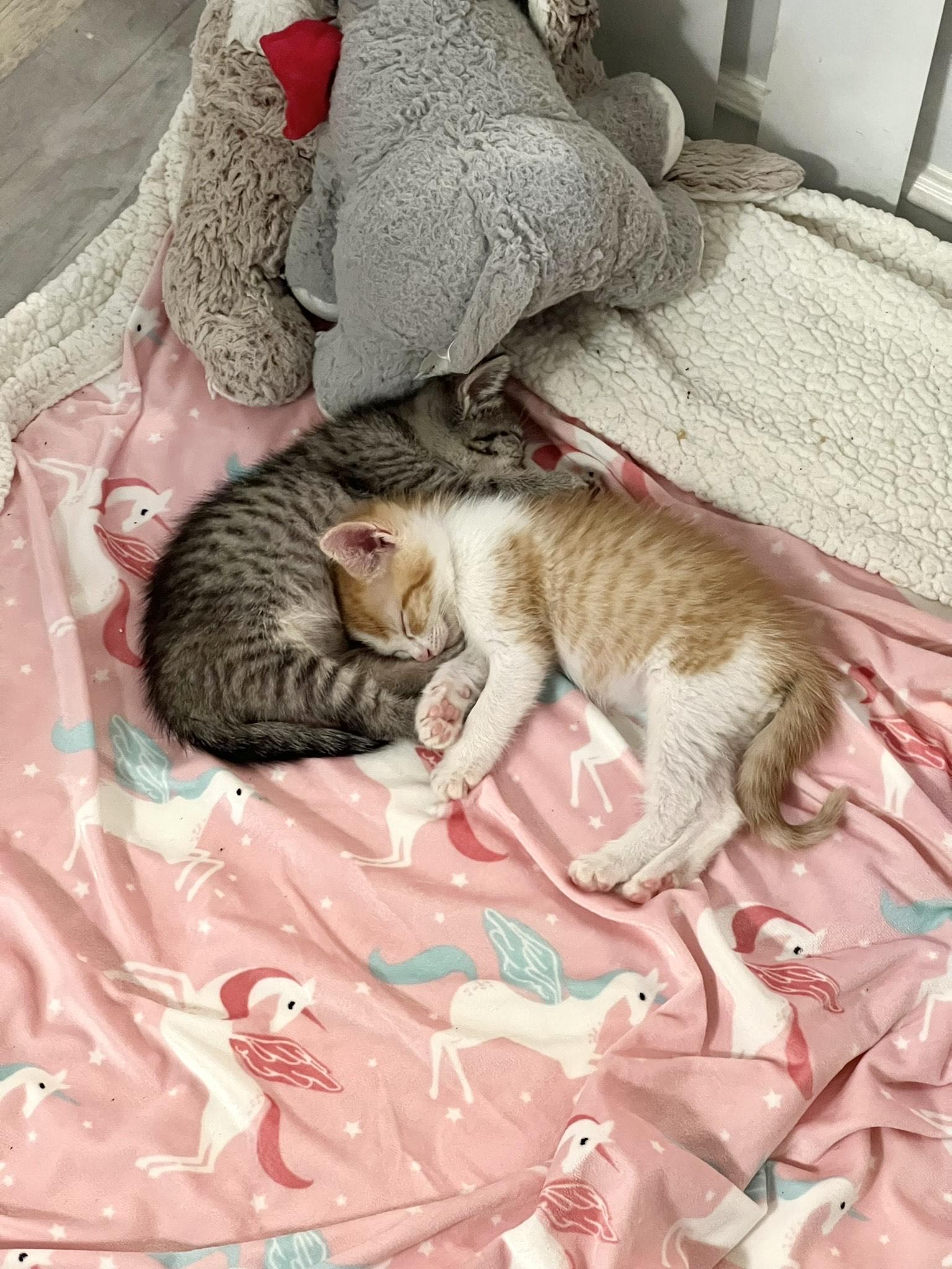 Enlarge Cocoa & Butternut (Bonded Pair), a Adopted mixed breed in El Segundo, CA image 4/4