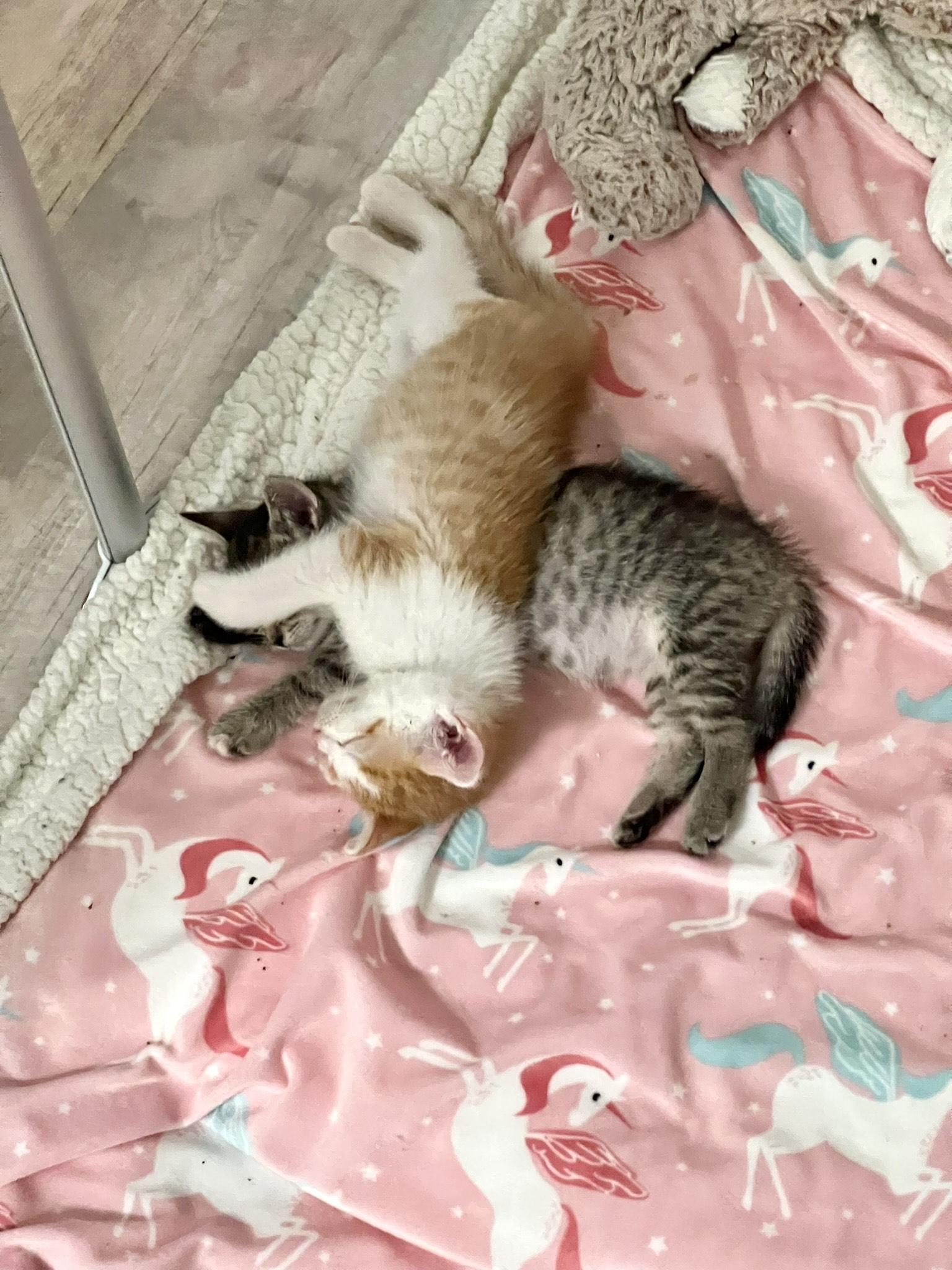 Enlarge Cocoa & Butternut (Bonded Pair), a Adopted mixed breed in El Segundo, CA image 3/4