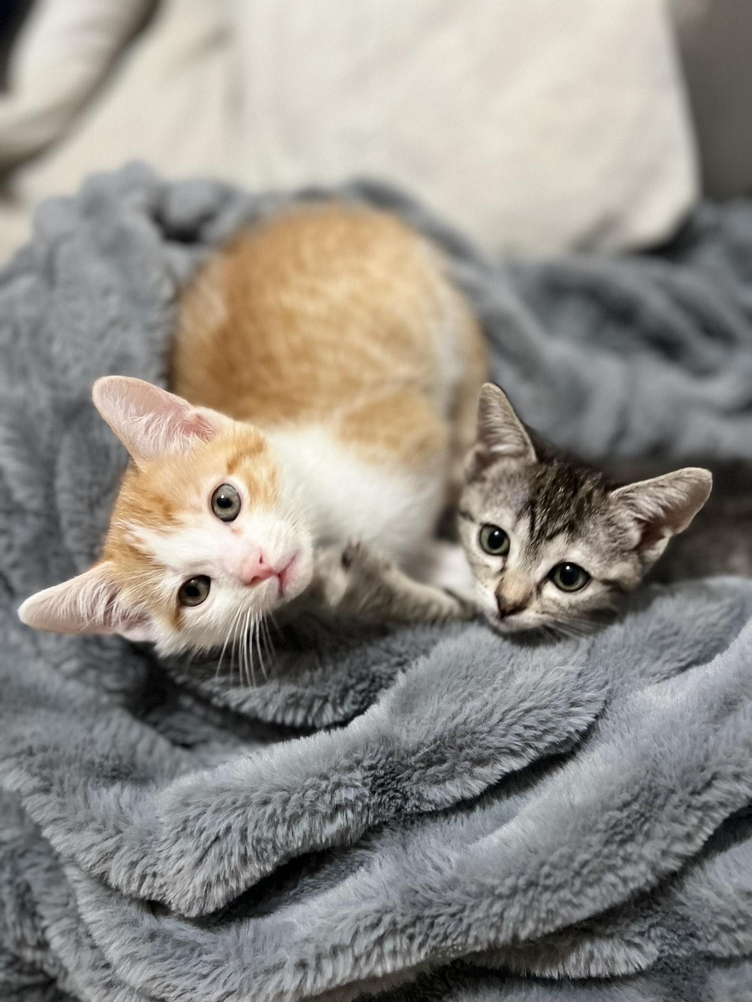 Enlarge Cocoa & Butternut (Bonded Pair), a Adopted mixed breed in El Segundo, CA image 1/4