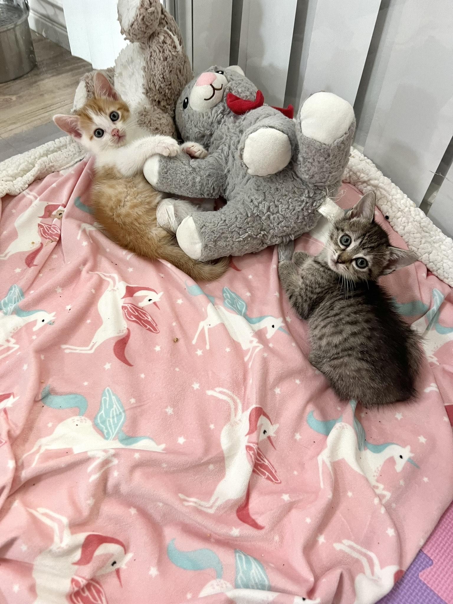 Enlarge Cocoa & Butternut (Bonded Pair), a Adopted mixed breed in El Segundo, CA image 2/4