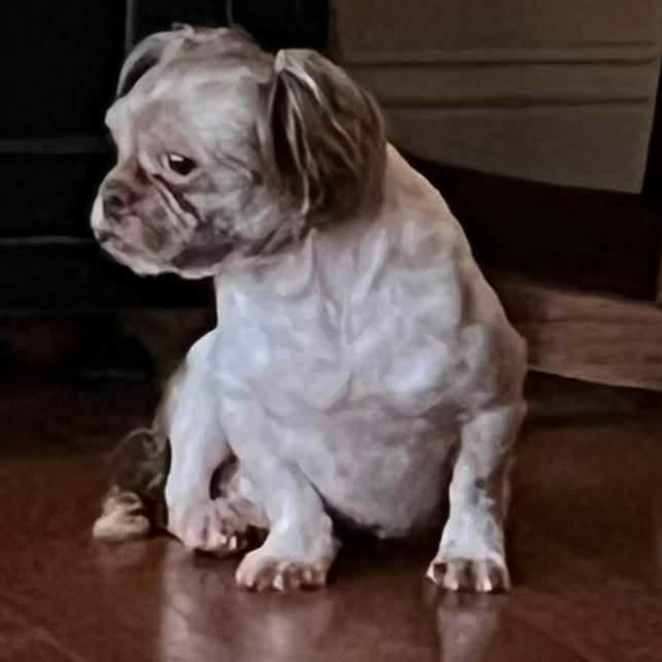Enlarge 2166 Nash, a Adopted Shih Tzu in Springfield, MO image 2/2