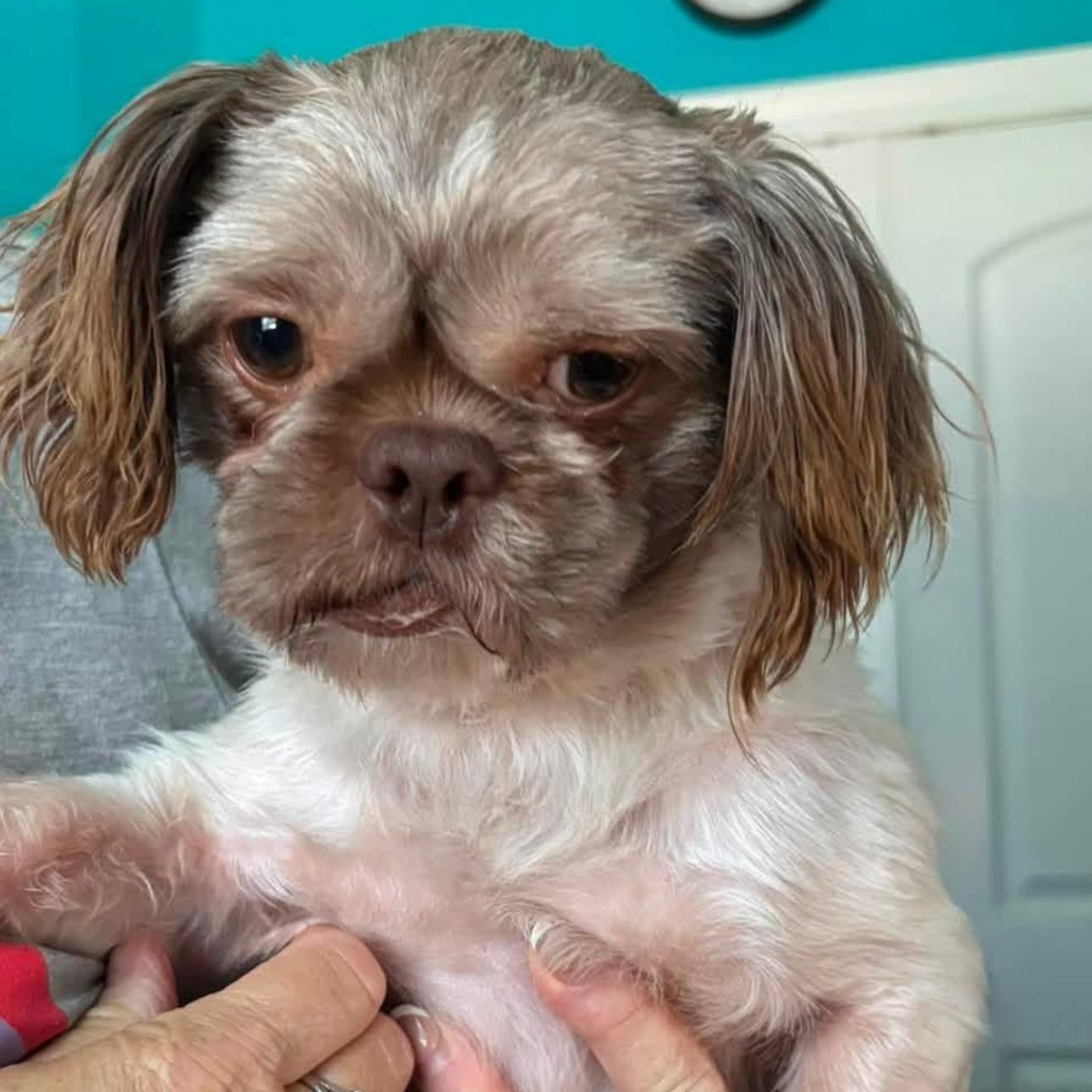 Enlarge 2166 Nash, a Adopted Shih Tzu in Springfield, MO image 1/2