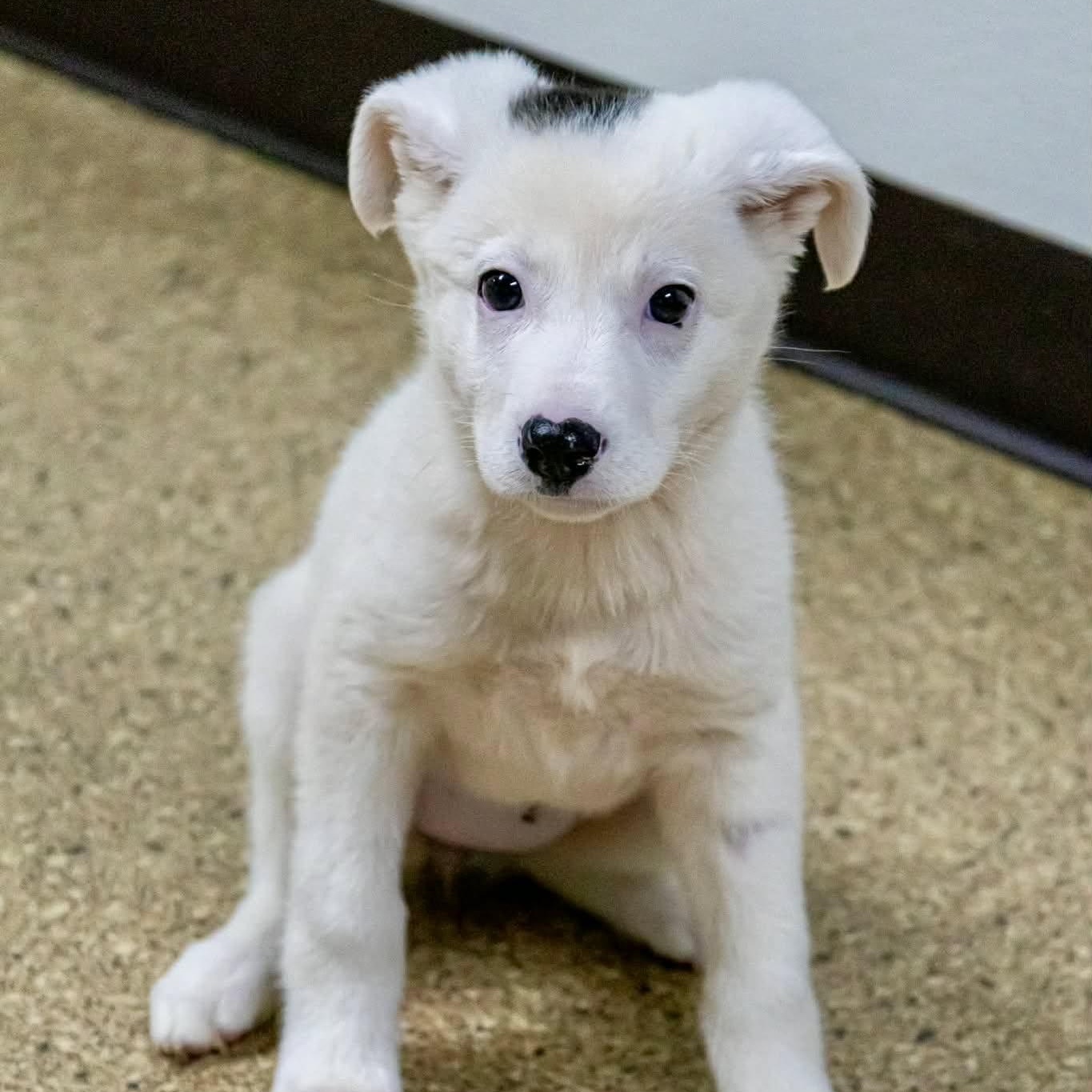 Ricotta, ADOPTABLE, Puppy Female Australian Shepherd.