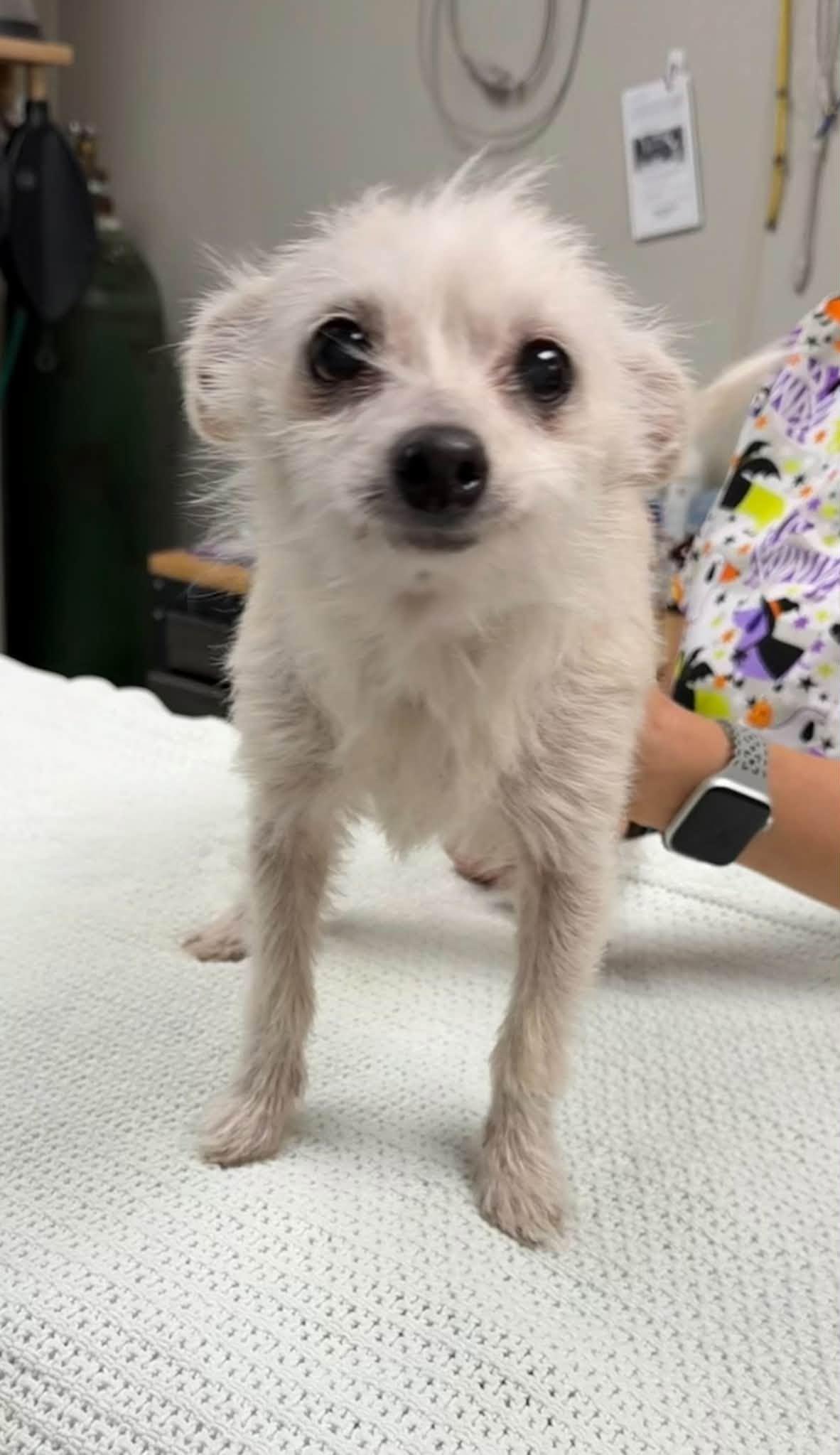 Chloe, Adopted, Senior Female Chihuahua & Maltese.