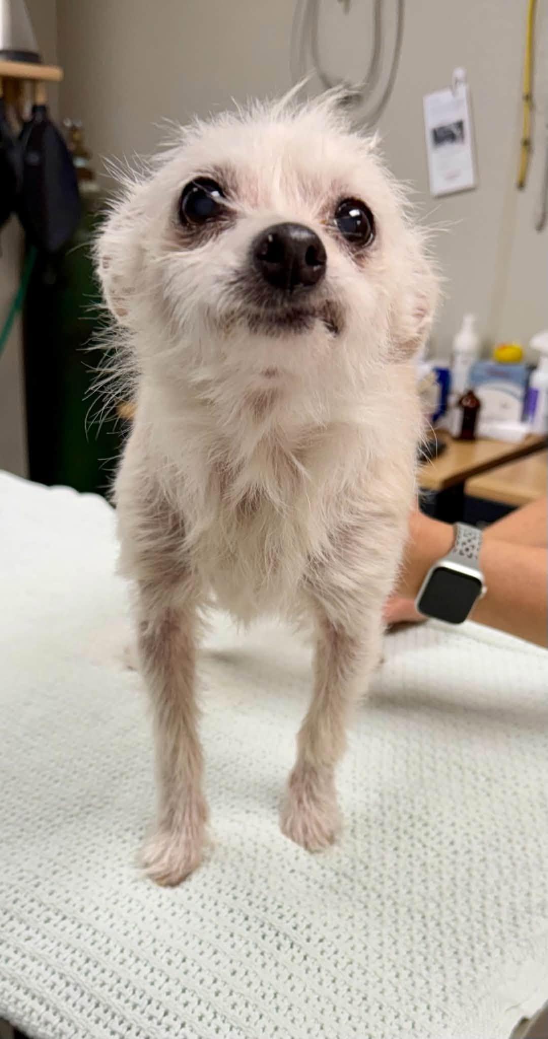 Enlarge Chloe, a Adopted mixed breed in East Windsor , CT image 2/4