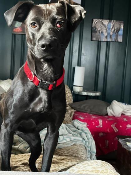 Enlarge Button, a Adoptable mixed breed in Knoxville, TN image 1/3