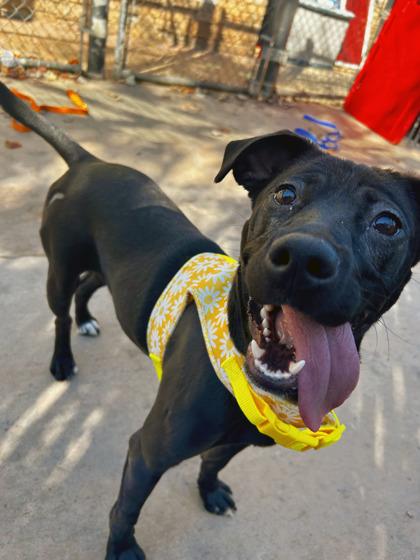 Enlarge Button, a Adoptable mixed breed in Knoxville, TN image 1/3