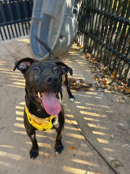 Enlarge Button, a Adoptable mixed breed in Knoxville, TN image 2/3