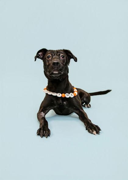 Enlarge Button, a Adoptable mixed breed in Knoxville, TN image 2/3