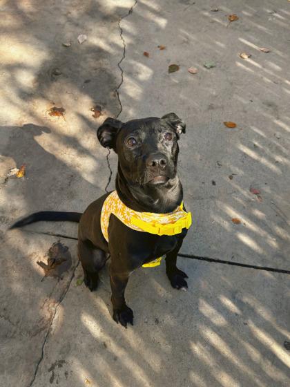 Enlarge Button, a Adoptable mixed breed in Knoxville, TN image 3/3