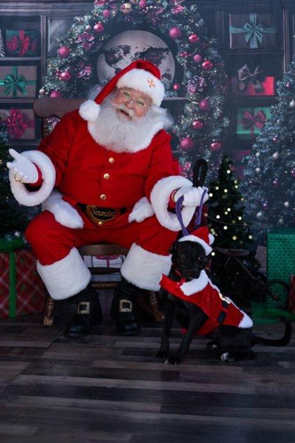 Button, Adoptable, Young Female Labrador Retriever & Mixed Breed.