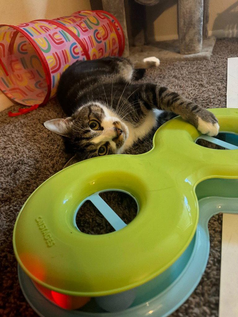 Enlarge Machi, a Adoptable Domestic Short Hair in Battle Ground, WA image 1/3