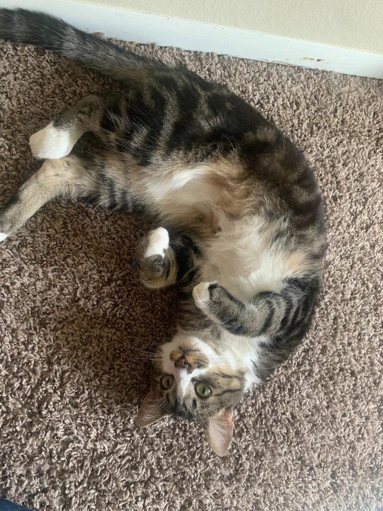 Enlarge Machi, a Adoptable Domestic Short Hair in Battle Ground, WA image 2/3