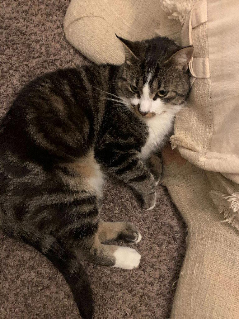 Enlarge Machi, a Adoptable Domestic Short Hair in Battle Ground, WA image 3/3