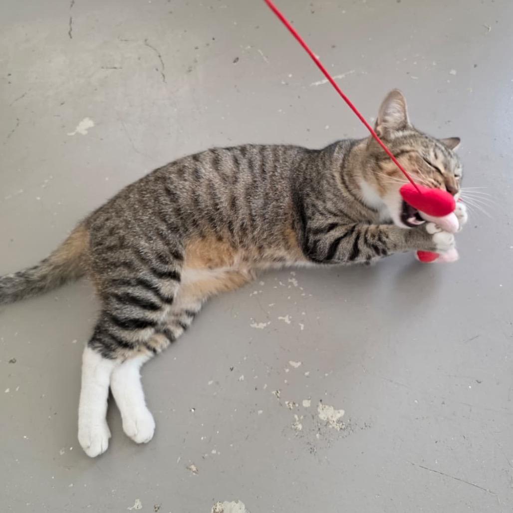 Bubba, Adoptable, Adult Male Domestic Short Hair.