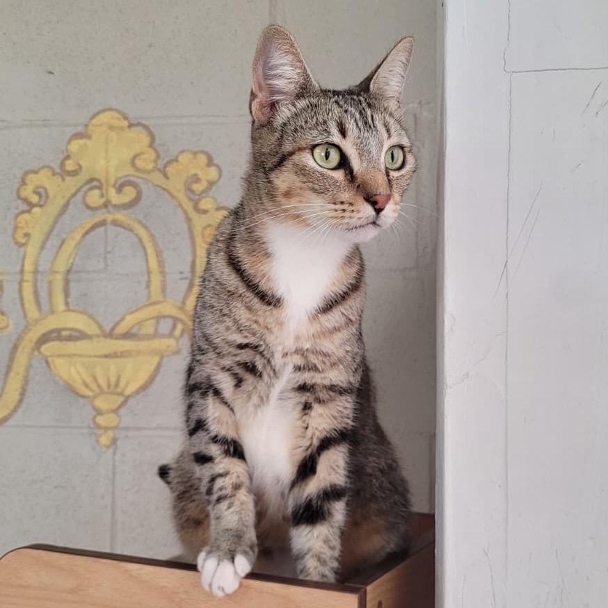 Enlarge Bubba, a Adoptable Domestic Short Hair in Laredo, TX image 2/5