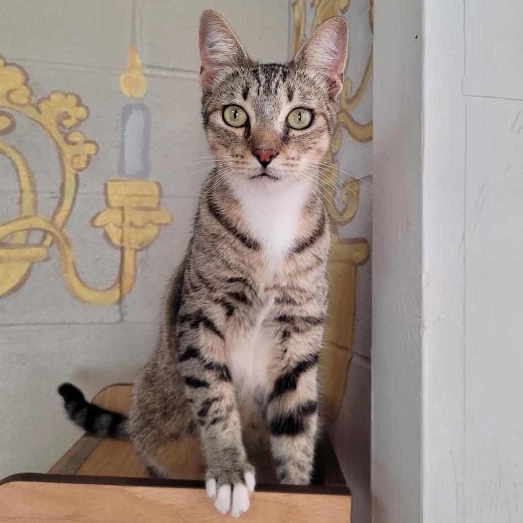 Enlarge Bubba, a Adoptable Domestic Short Hair in Laredo, TX image 3/5