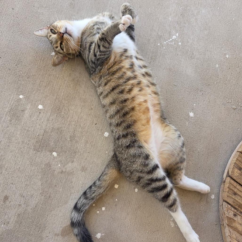 Enlarge Bubba, a Adoptable Domestic Short Hair in Laredo, TX image 5/5