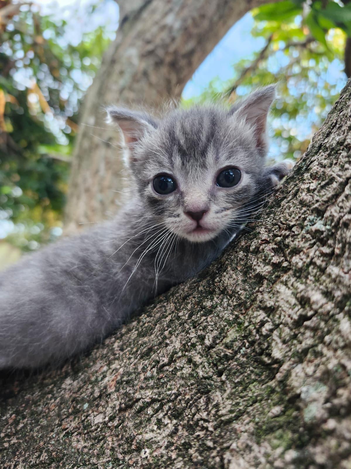 Nancy, a ADOPTABLE Domestic Short Hair in Sunrise, FL image 2/2