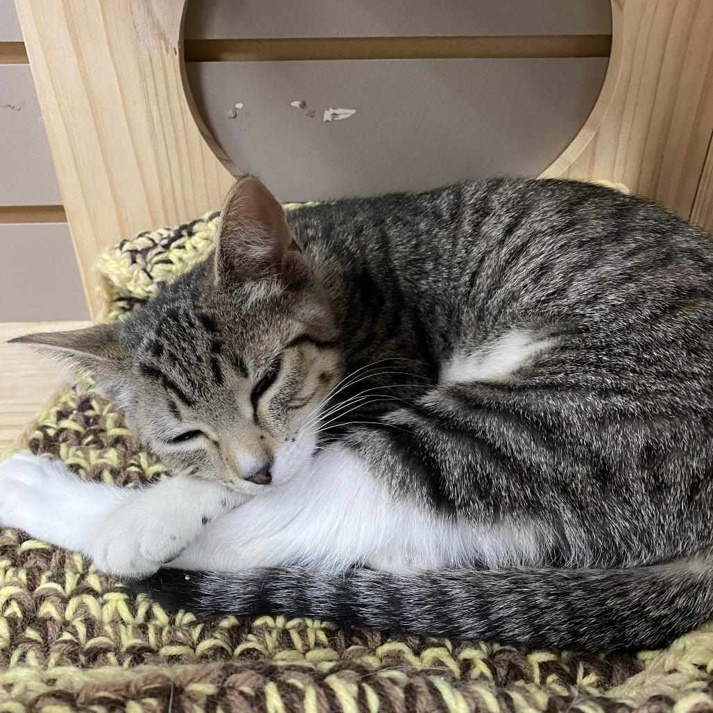 Roxie — thumbnail 2