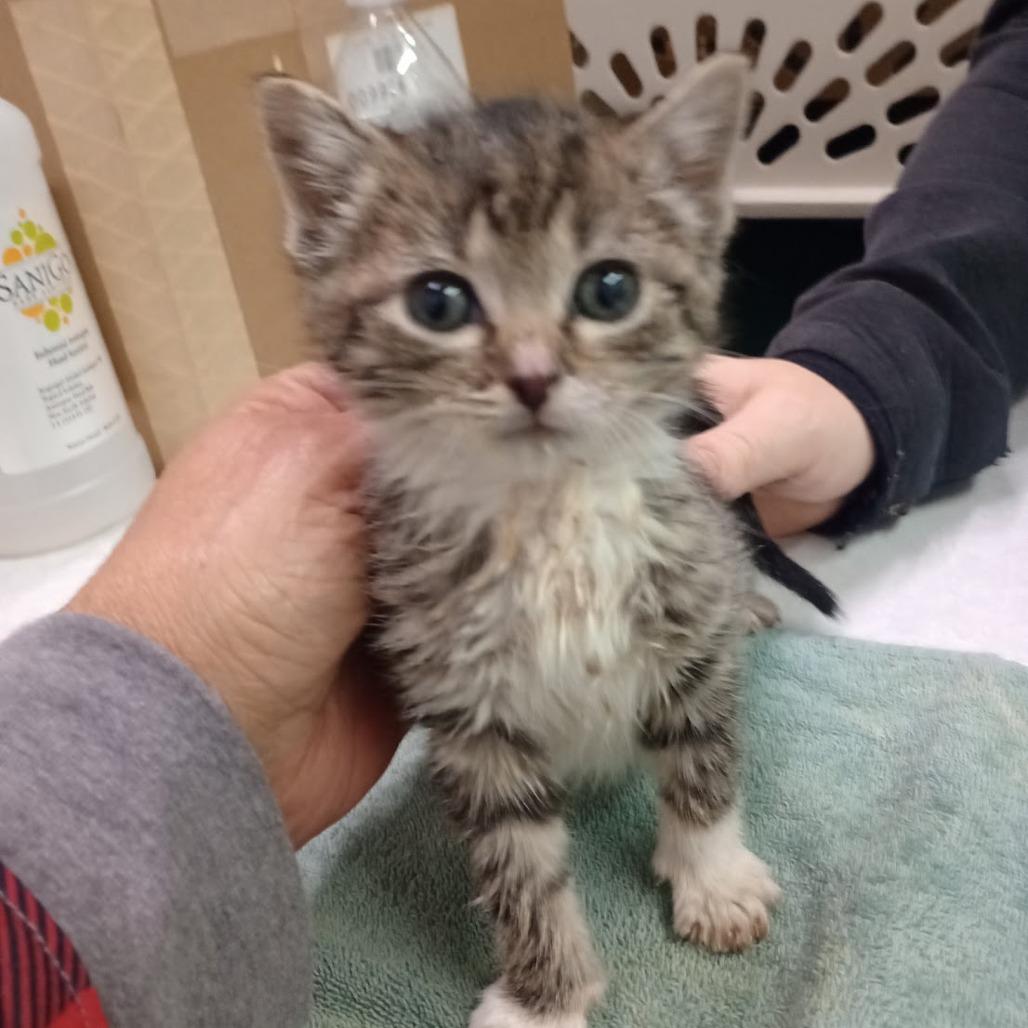 Roxie — thumbnail 3