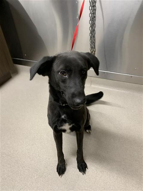 Enlarge CLOVER, a Adoptable mixed breed in Fairbanks, AK image 1/1