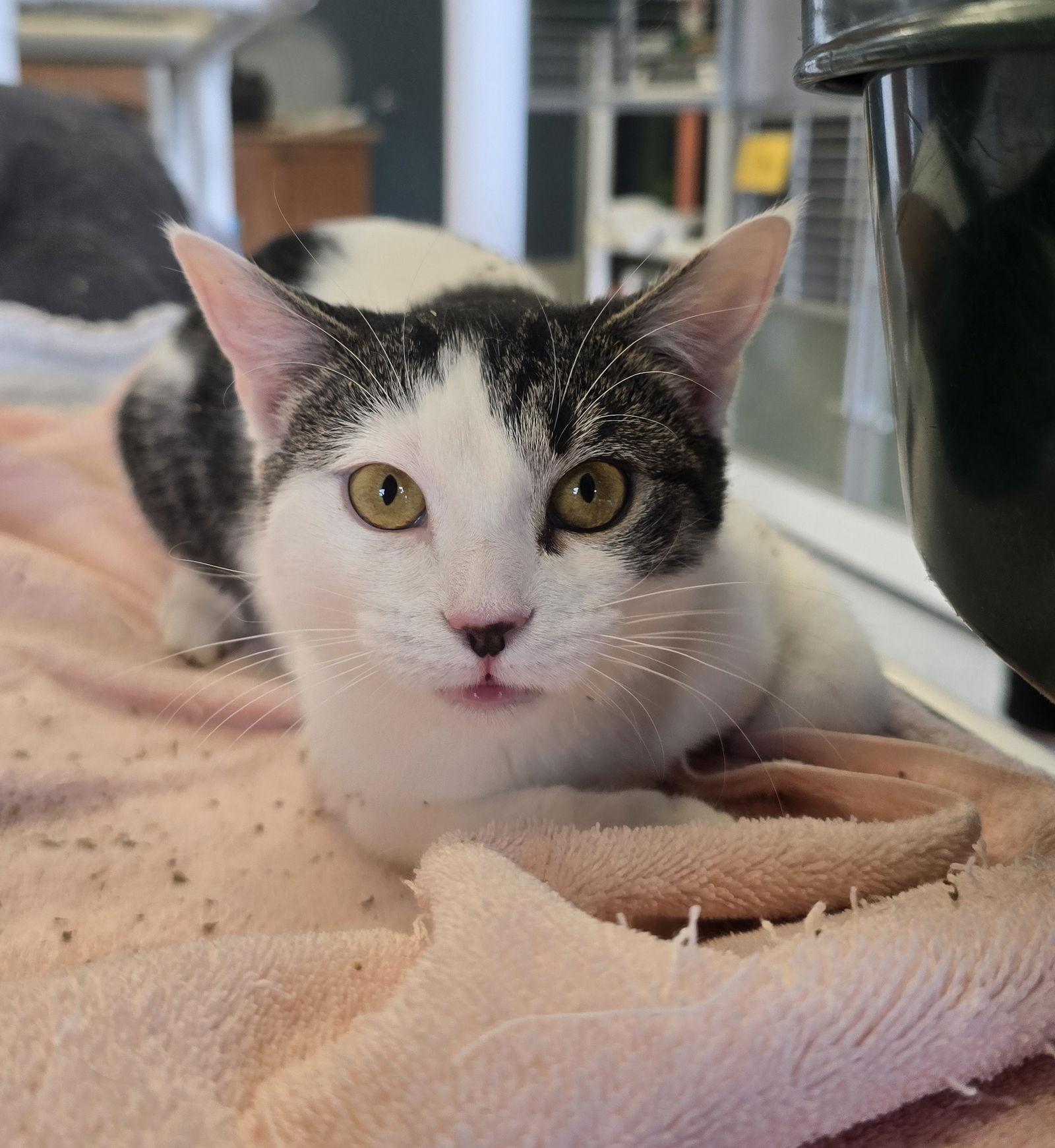 Bambi, a Adoptable Domestic Short Hair in Evergreen, CO image 1/3