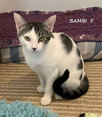 Bambi, a Adoptable Domestic Short Hair in Evergreen, CO image 2/3