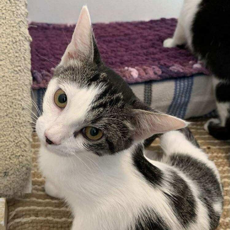 Bambi, a Adoptable Domestic Short Hair in Evergreen, CO image 3/3