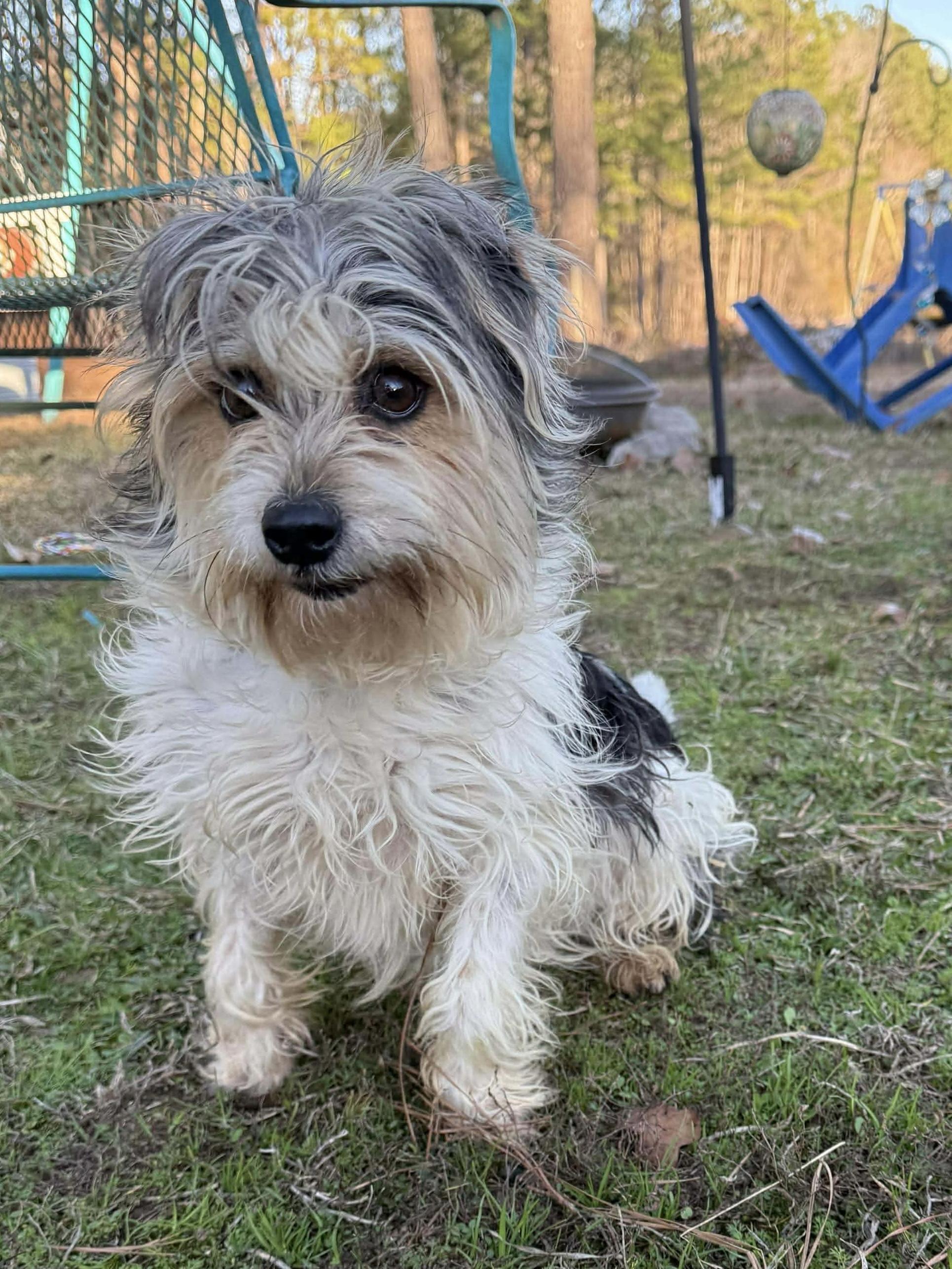Henry Chase , adopted, Young Male Mixed Breed.
