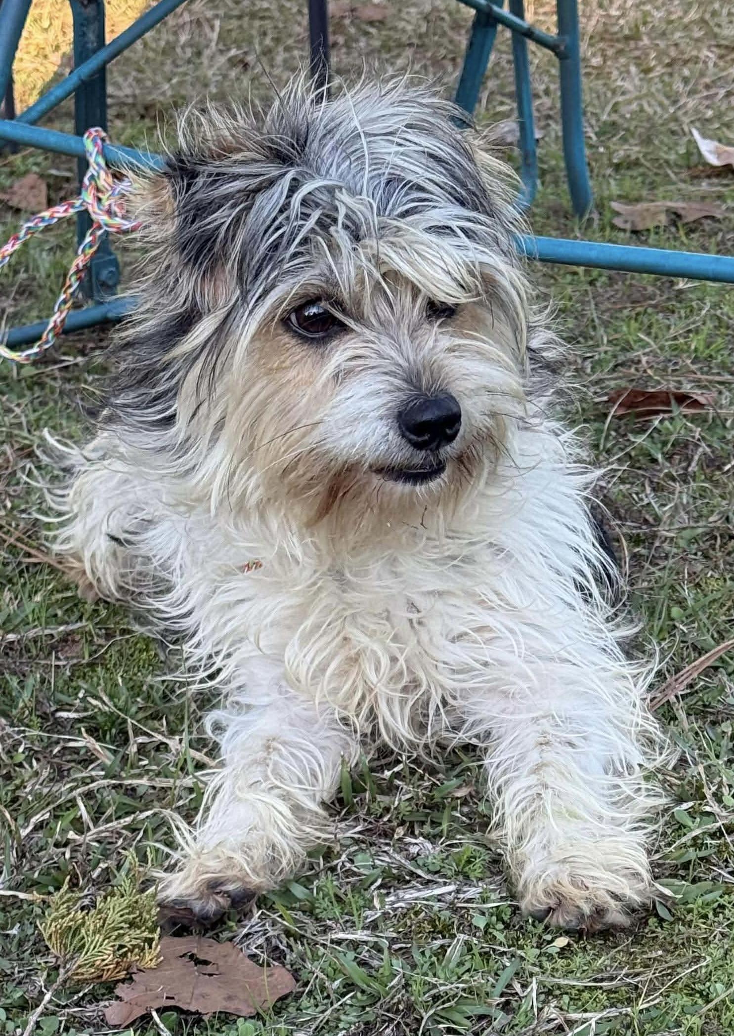 Enlarge Henry Chase , an adopted mixed breed in Chelmsford, MA image 3/5