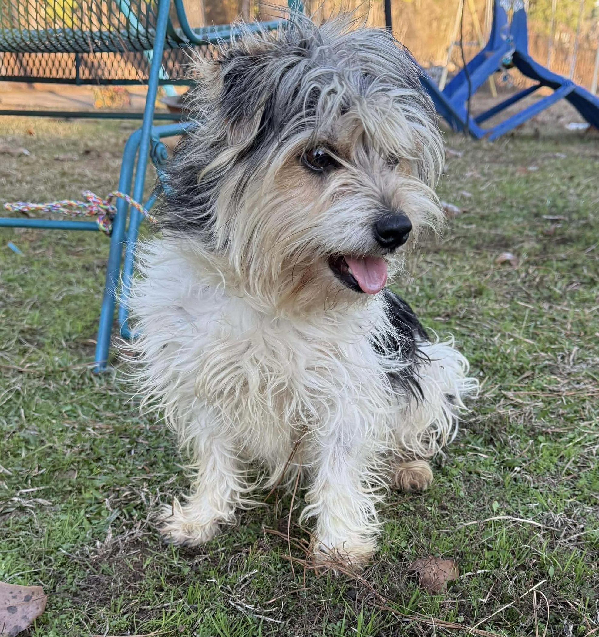 Enlarge Henry Chase , an adopted mixed breed in Chelmsford, MA image 2/5